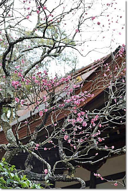 箱根湯本・・・早雲寺の紅梅♪~_b0053765_18052149.jpg