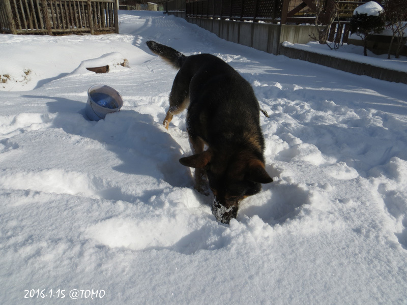雪に埋まったボールを捜せ_f0067179_20483377.jpg