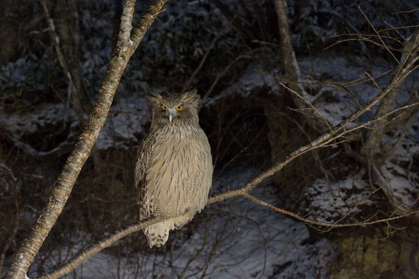 コタン コロ カムイ 山鵜の野鳥草子