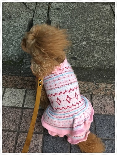 自分でつけている反射タスキってどう見えるのかわからないよね、でもこう見えるようです( *´艸`)クスクス_b0175688_00033509.jpg