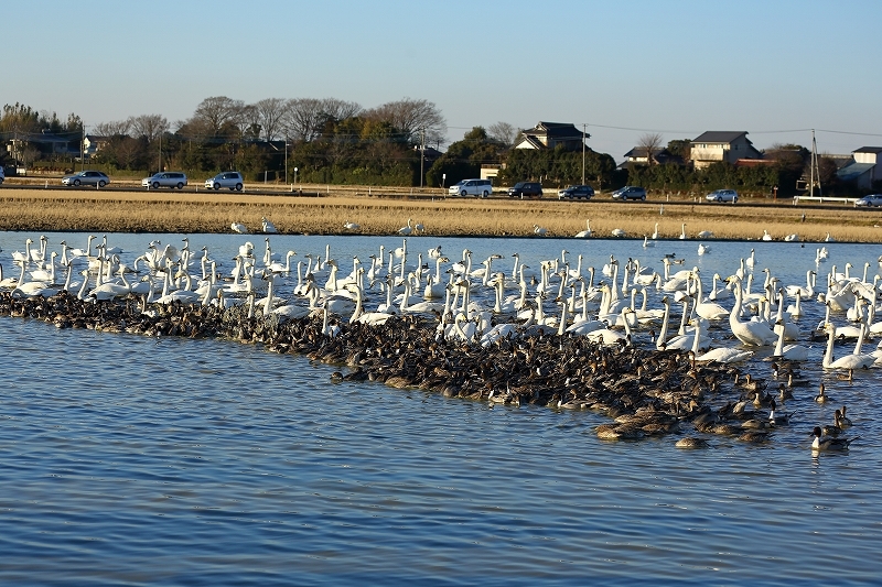 1992年から白鳥に餌を与え始め 今では 白鳥の郷 とまで言われる飛来地を千葉県につくった出山さん 旅プラスの日記 1992年から白鳥に餌を与え始め 今では 白鳥の郷 とまで言われる飛来地を千葉県につくった出山さん 旅プラスの日記