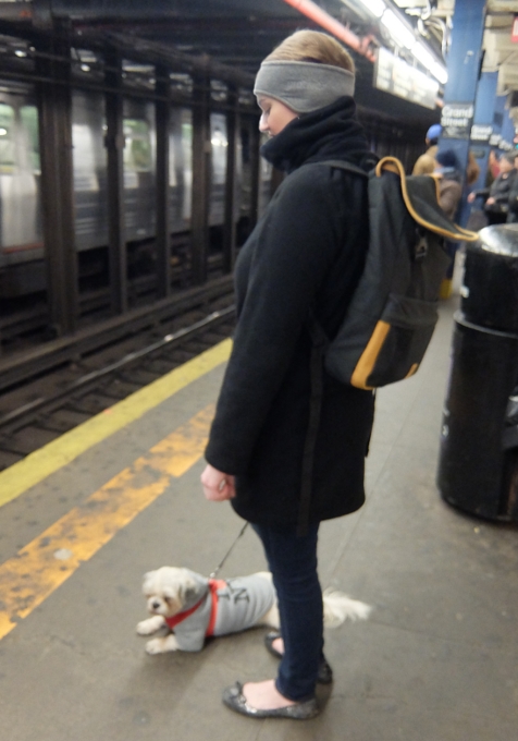 ニューヨークの地下鉄で見かけた可愛いワンちゃん_b0007805_1203527.jpg