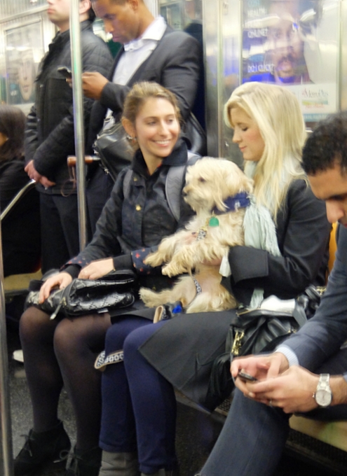 ニューヨークの地下鉄で見かけた可愛いワンちゃん_b0007805_1214634.jpg