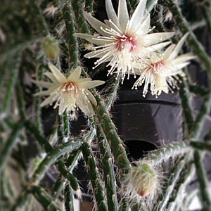 f0217905_21473431.jpg