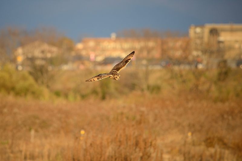 なんちゃって鳥屋さん・水無瀬のコミミズク 其の一_f0032011_19115433.jpg