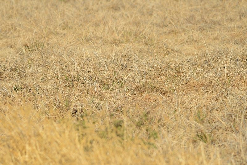 なんちゃって鳥屋さん・水無瀬のコミミズク 其の一_f0032011_19121292.jpg