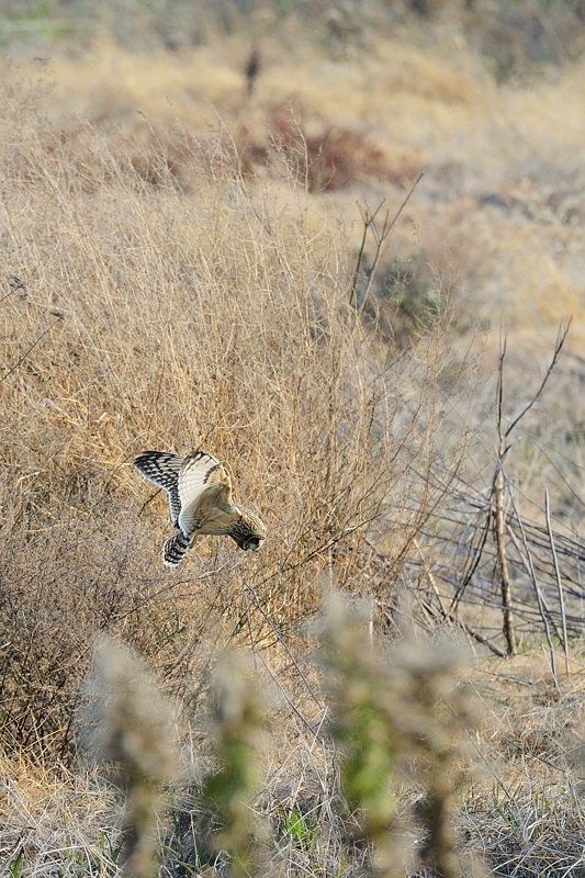 なんちゃって鳥屋さん・水無瀬のコミミズク 其の一_f0032011_1912427.jpg