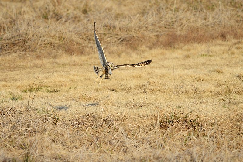なんちゃって鳥屋さん・水無瀬のコミミズク 其の一_f0032011_19125153.jpg