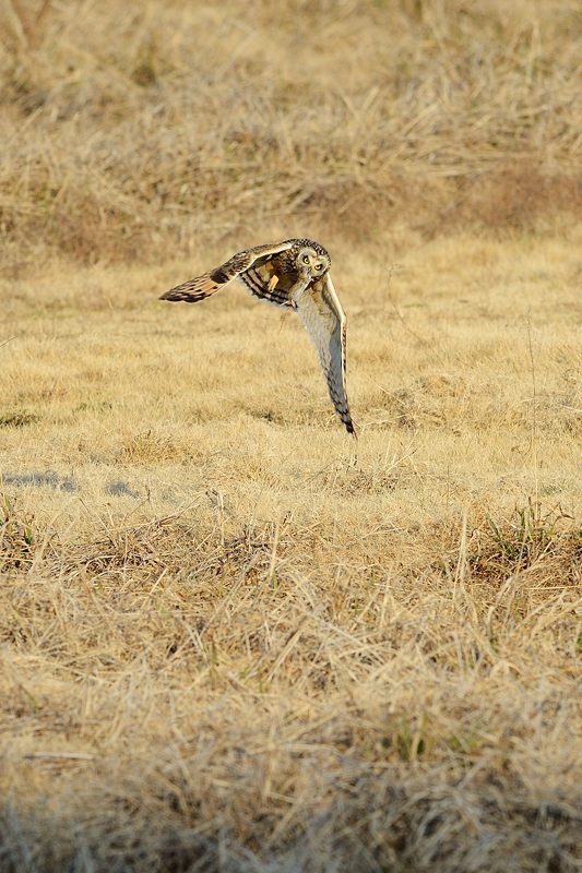 なんちゃって鳥屋さん・水無瀬のコミミズク 其の一_f0032011_1913180.jpg