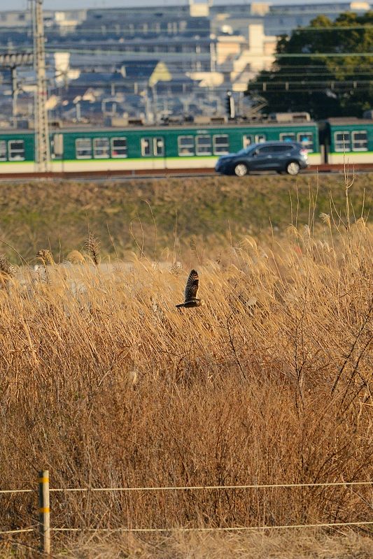 なんちゃって鳥屋さん・水無瀬のコミミズク 其の一_f0032011_1914617.jpg