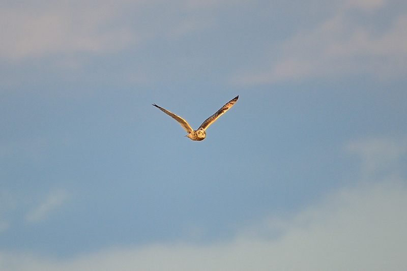 なんちゃって鳥屋さん・水無瀬のコミミズク 其の一_f0032011_1973226.jpg