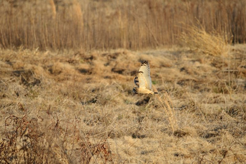 なんちゃって鳥屋さん・水無瀬のコミミズク 其の一_f0032011_1975257.jpg