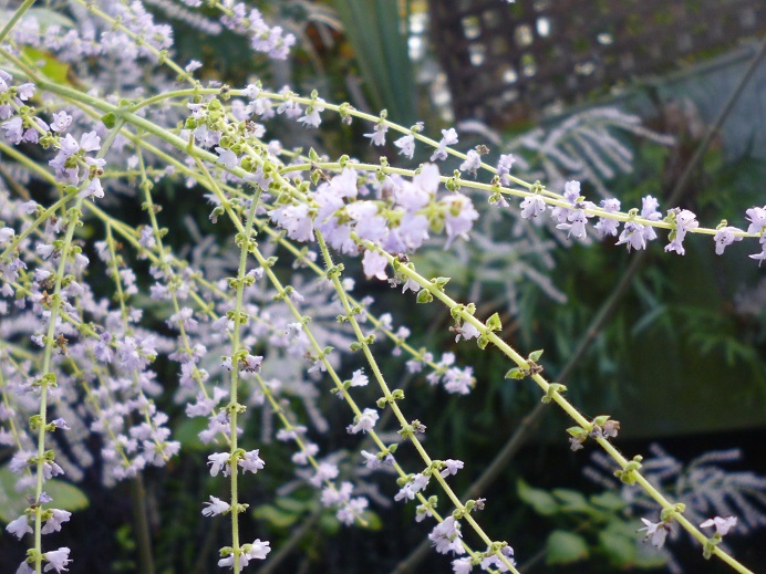 花の文化園　今週のお花_f0228619_2028179.jpg