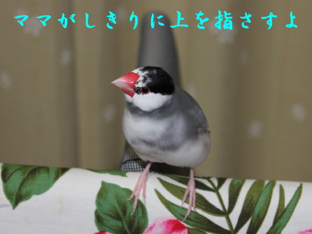 c0365734_21114922.jpg