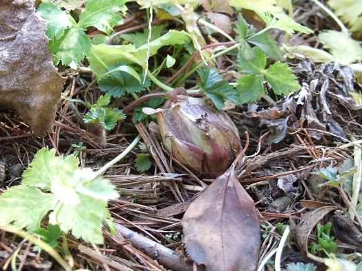 b0089338_1223622.jpg