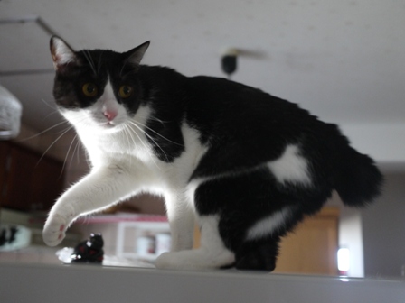 やばい猫 みるきぃ編。_a0143140_20502774.jpg