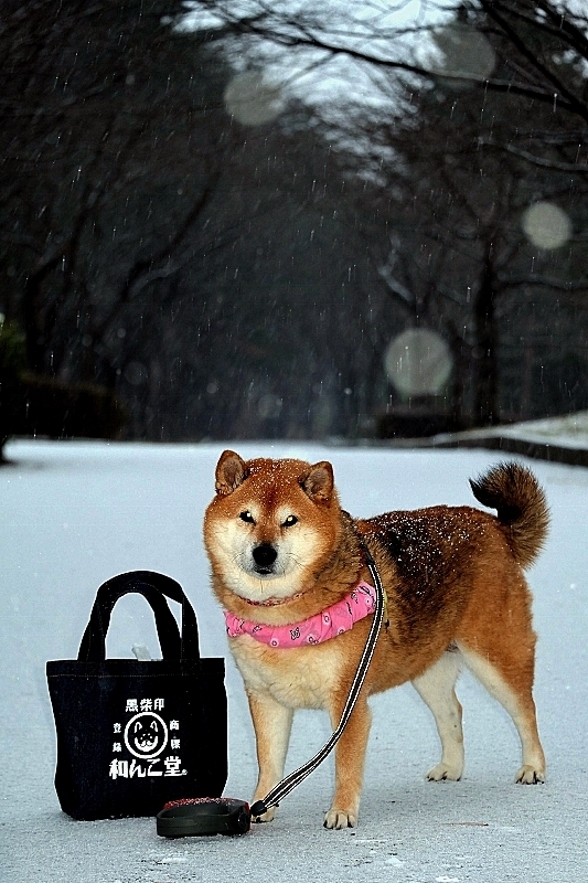 雪舞い_b0314043_07591528.jpg