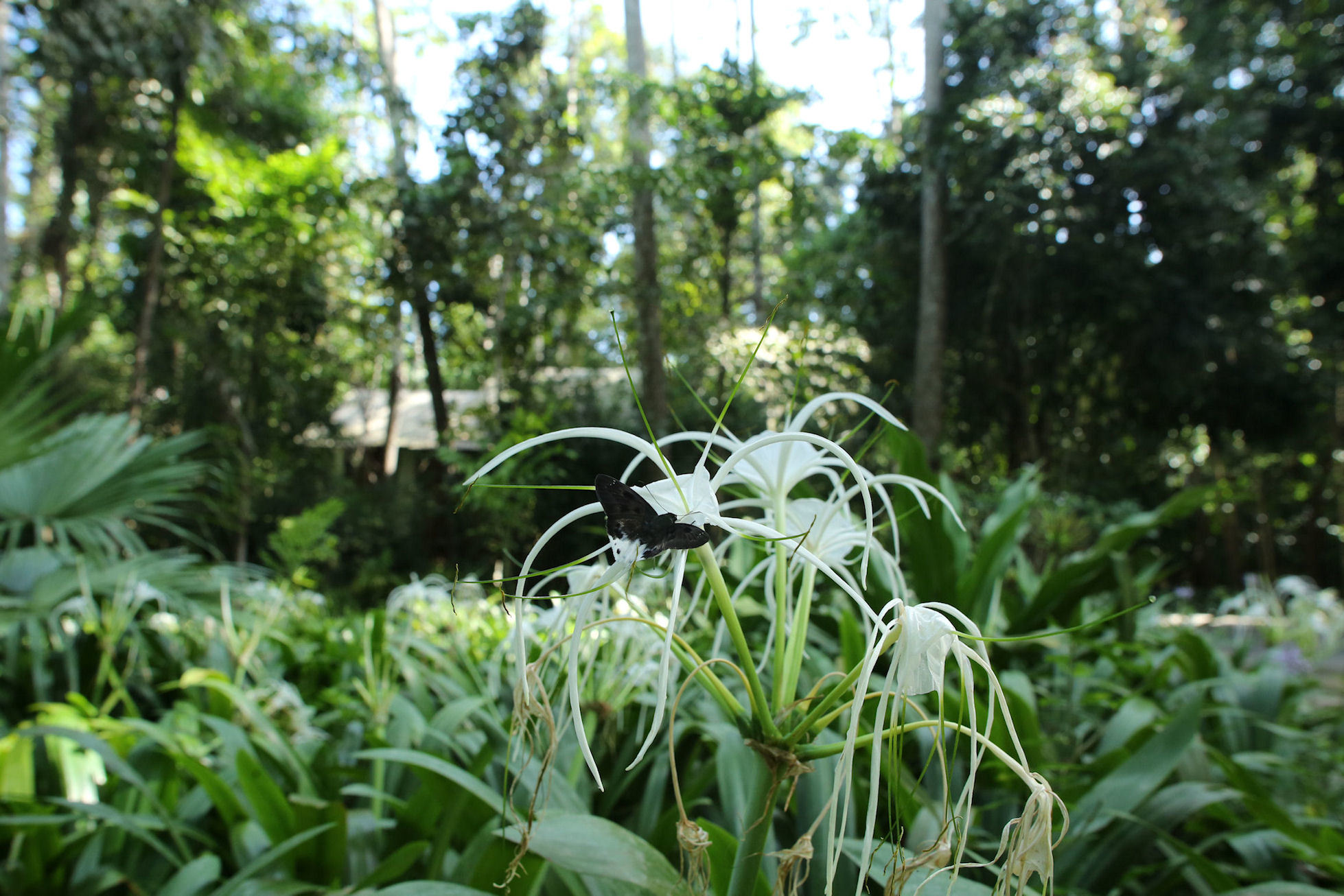 スパイダーリリーで吸蜜するオニシロシタセセリなど（Langkawi, Malaysia、20151230-20160101）_f0345350_09494090.jpg