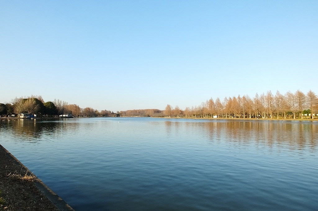 水元公園の水辺で散策　　　　　_b0236251_10535183.jpg