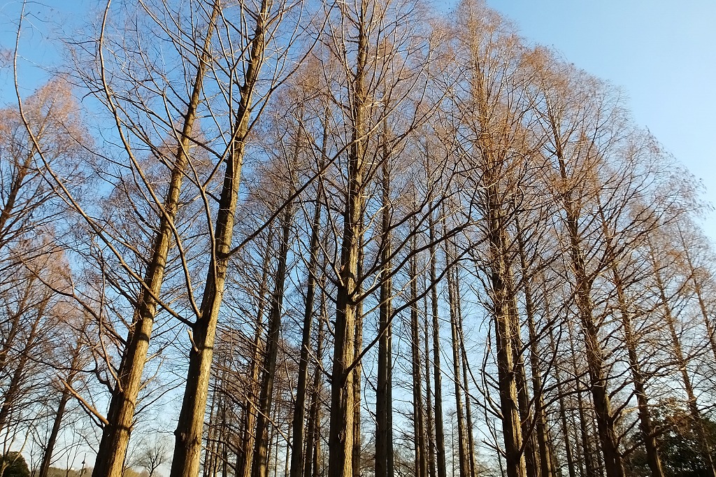 水元公園の水辺で散策　　　　　_b0236251_10575197.jpg