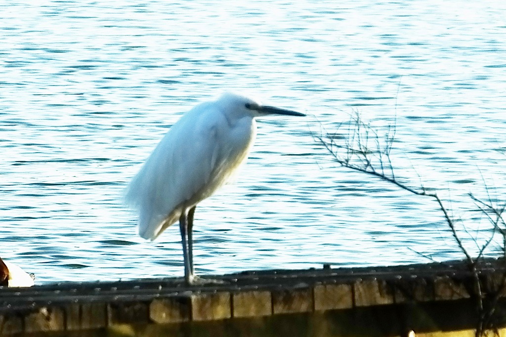 水元公園の水辺で散策　　　　　_b0236251_110109.jpg