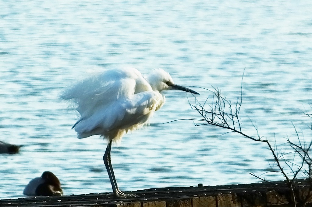 水元公園の水辺で散策　　　　　_b0236251_110469.jpg