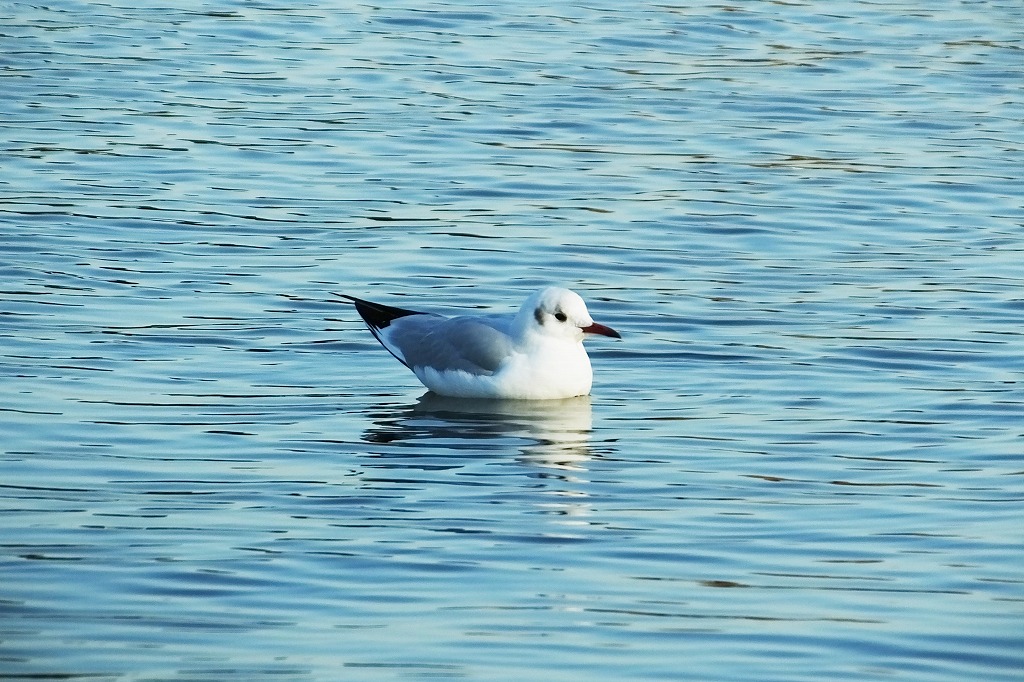 水元公園の水辺で散策　　　　　_b0236251_1123212.jpg