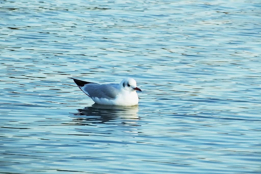 水元公園の水辺で散策　　　　　_b0236251_1123771.jpg