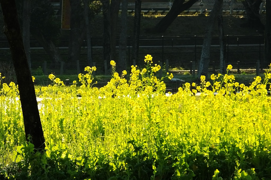 水元公園の水辺で散策　　　　　_b0236251_1164098.jpg