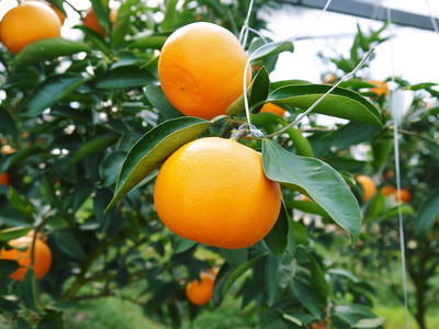 究極の柑橘「せとか」　収穫まであと1ヵ月！２月上旬の出荷に向け仕上げていきます！_a0254656_16261179.jpg
