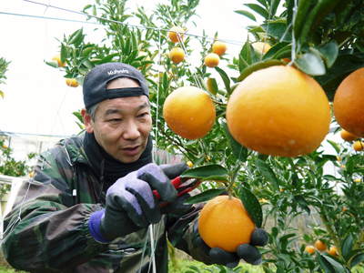 究極の柑橘「せとか」 収穫まであと1ヵ月!2月上旬の出荷に向け仕上げていきます!_a0254656_1722395.jpg