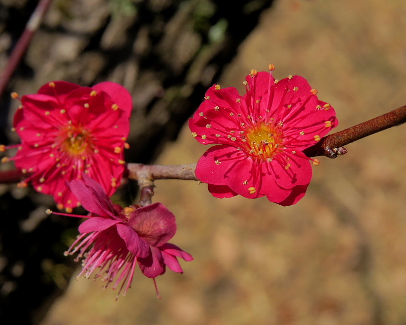 ウメの花と小鳥など_c0305565_17491939.jpg