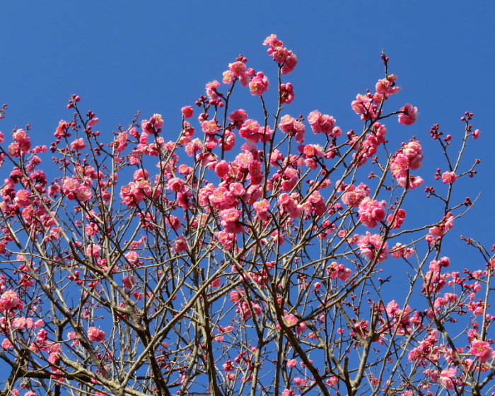 ウメの花と小鳥など_c0305565_17500622.jpg