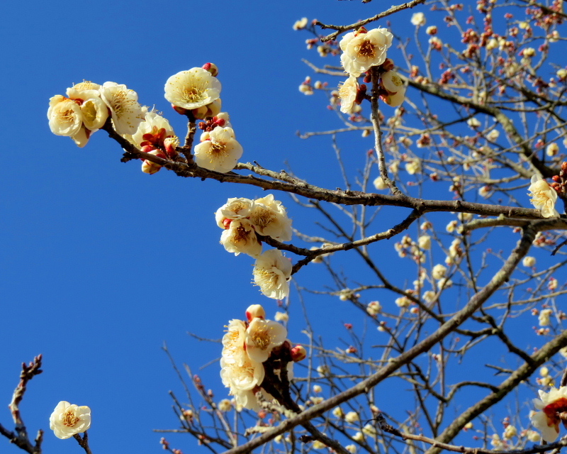 ウメの花と小鳥など_c0305565_17502075.jpg