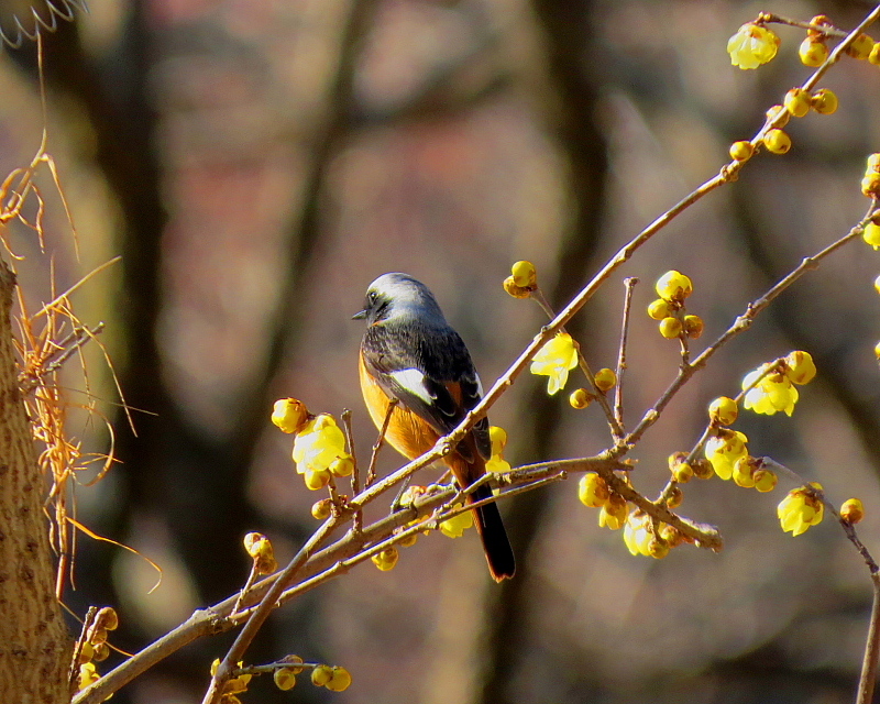 ウメの花と小鳥など_c0305565_17511192.jpg