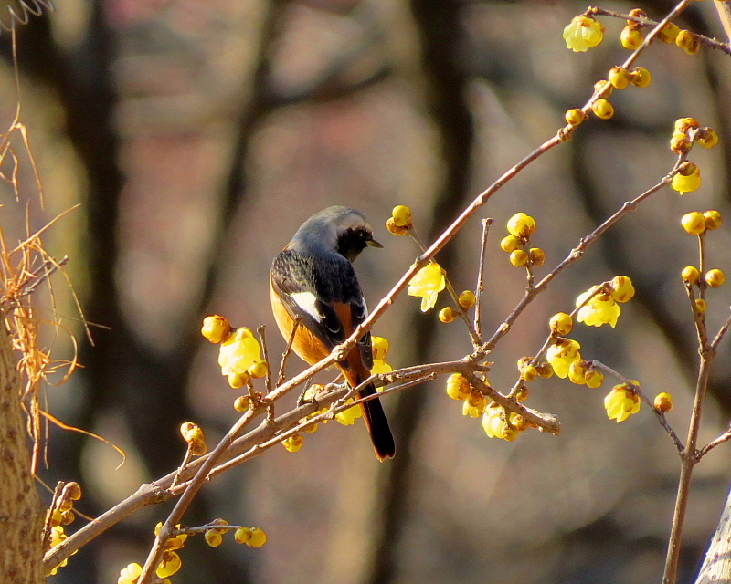 ウメの花と小鳥など_c0305565_17512168.jpg