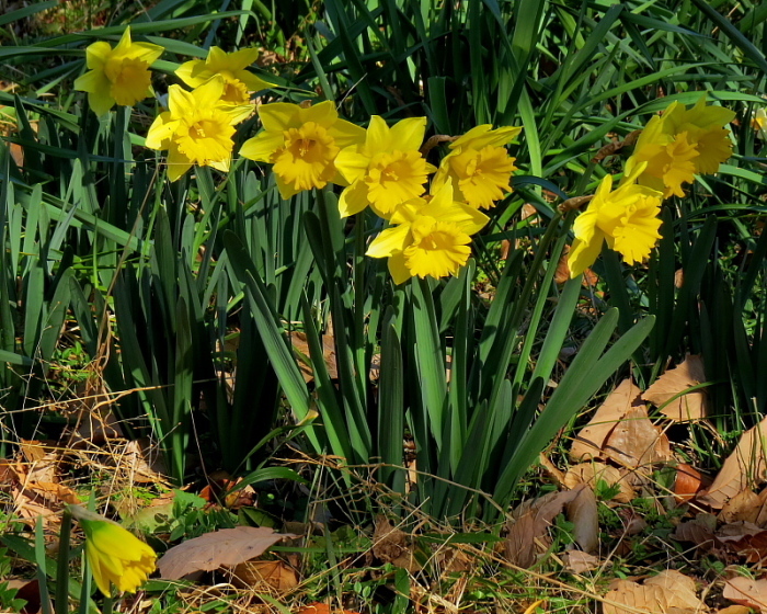 ウメの花と小鳥など_c0305565_17524427.jpg