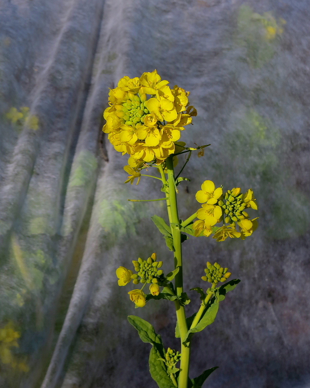 ウメの花と小鳥など_c0305565_17530241.jpg