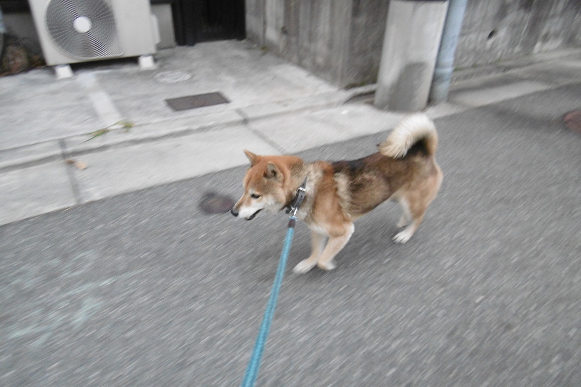 今日のポポンタ_f0205367_16533524.jpg