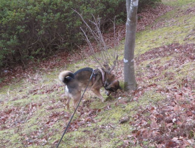 ポイ捨て禁止訴える犬、放射性廃棄物_e0148077_13215480.jpg