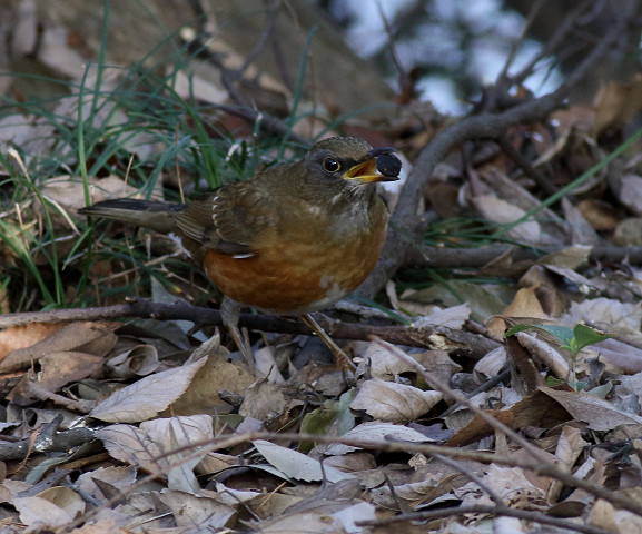 アカハラ＆シロハラ_b0227680_2245235.jpg