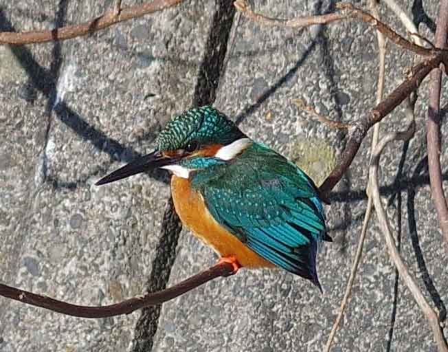 2016年 1月 野鳥_c0176183_21384181.jpg