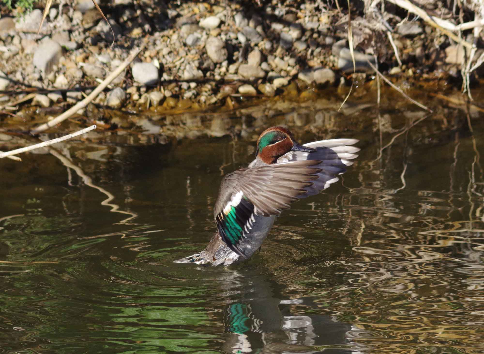 2016年 1月 野鳥_c0176183_21394641.jpg