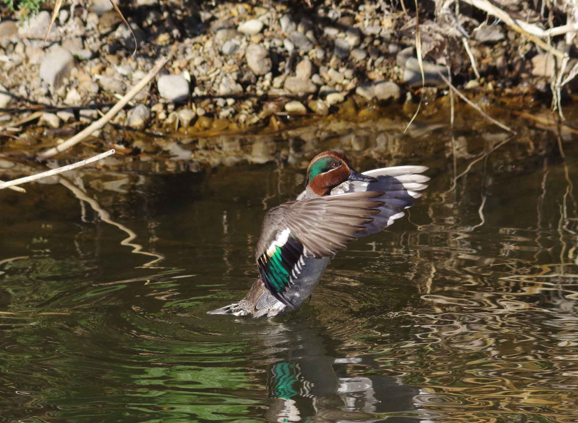 2016年　１月　野鳥_c0176183_21394641.jpg