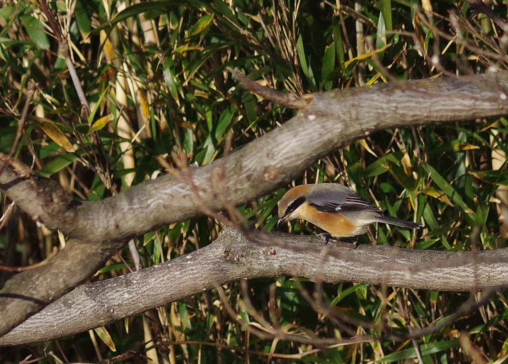 2016年　１月　野鳥_c0176183_2140142.jpg