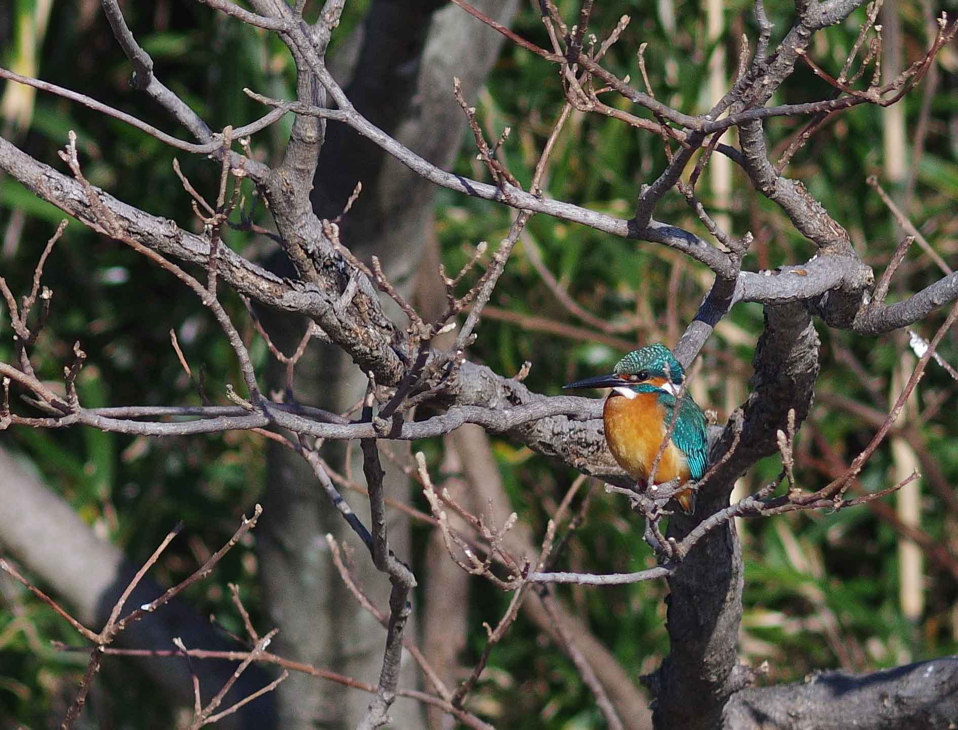 2016年　１月　野鳥_c0176183_21402053.jpg