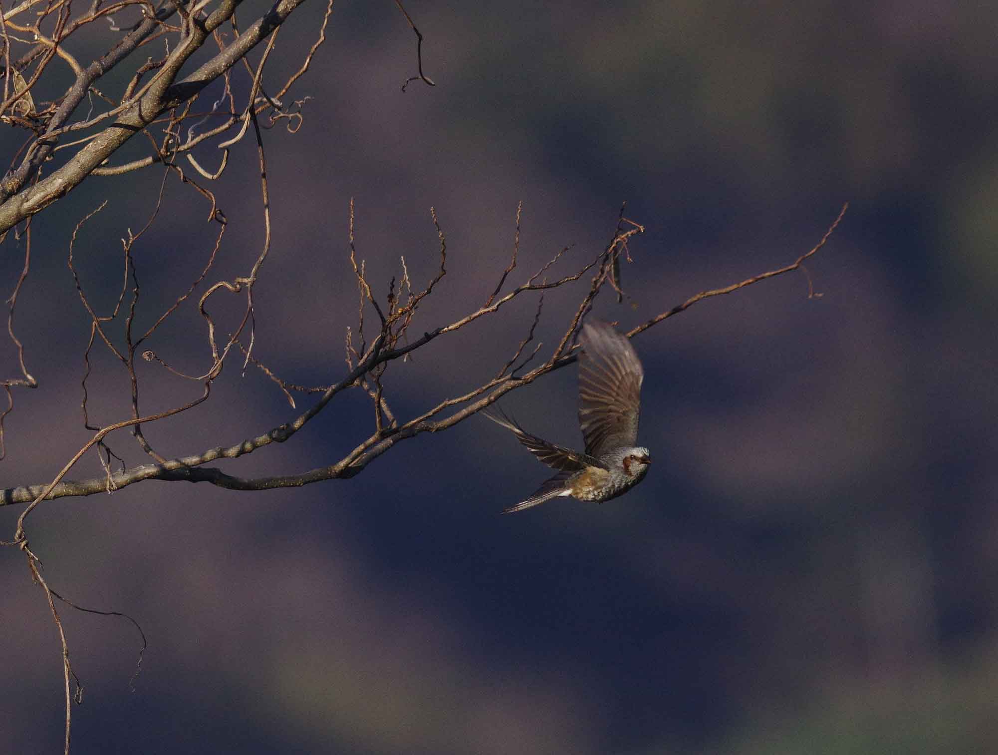 2016年　１月　野鳥_c0176183_21403462.jpg