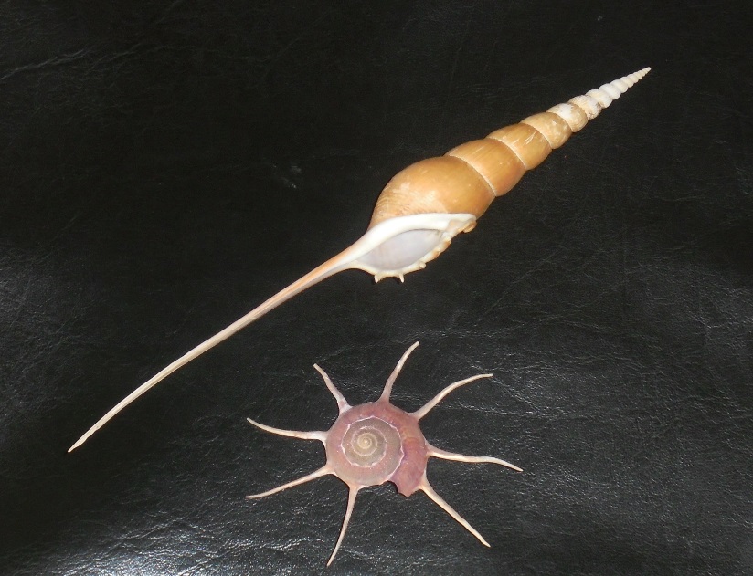 リンボウガイ確認用 リンボウガイ確認用