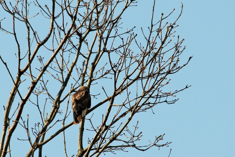 ウメ、スイセンと出会った鳥やチョウ_d0160788_2243444.jpg