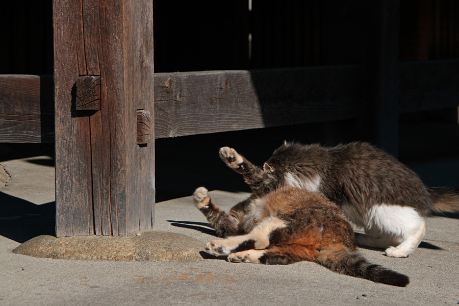 15.12.19：曼陀羅寺で猫散歩７_c0007190_17444389.jpg